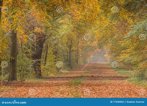 Autumn Lane With Warm Colored Yellow Beech Trees Stock Photo Image Of