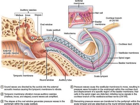 Sound Wave Pathways Through The Ear Sound Waves Waves Sound