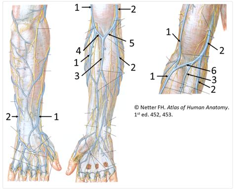 Veins Of Forearm Diagram Quizlet