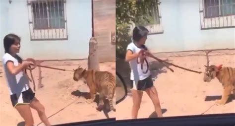 Como instalar robloxgratis de niñas :. VIRAL: Captan a niña paseando con tigre en Sinaloa, El ...