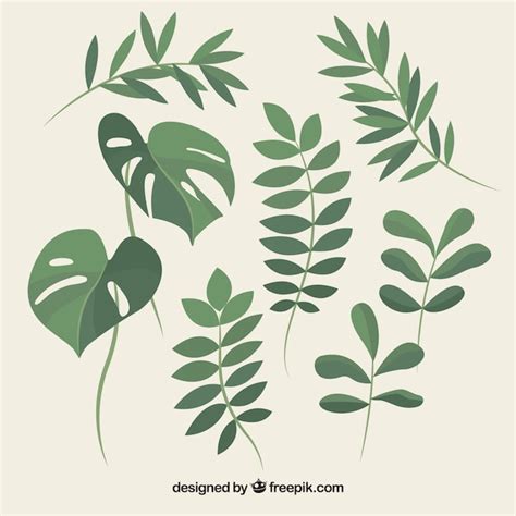 Foliage Vectors Photos And Psd Files Free Download