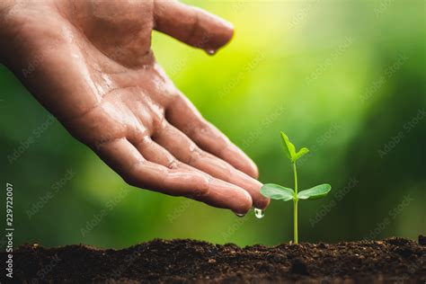 Seedling Growth Planting Trees Watering A Tree Natural Light Stock