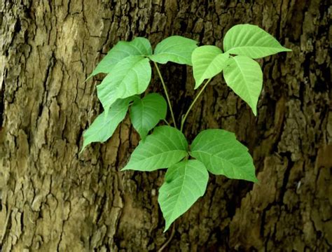 Natural Poison Ivy Treatment That Works Homesteading Simple Self