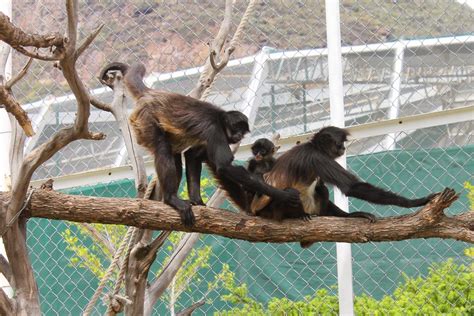 El Mexiquense Hoy Cumple Un Año Mono Araña Nacido En Parque Ecológico