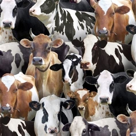 Cotton Fabric Animal Fabric Farm Animals Dairy Cows