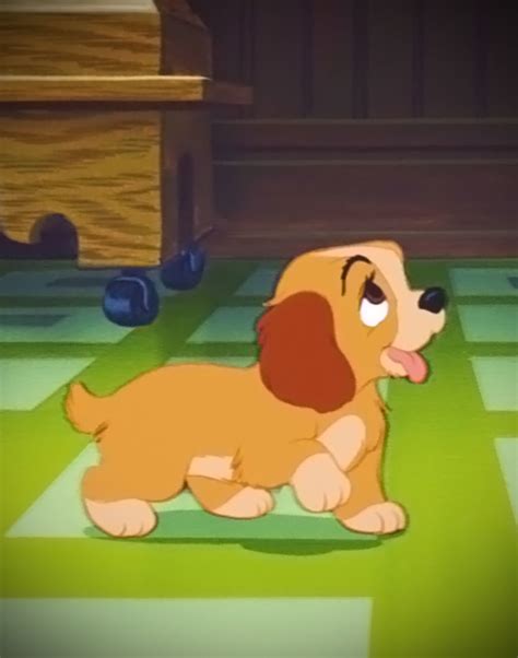 What Kind Of Dog In Lady And The Tramp Pets Lovers