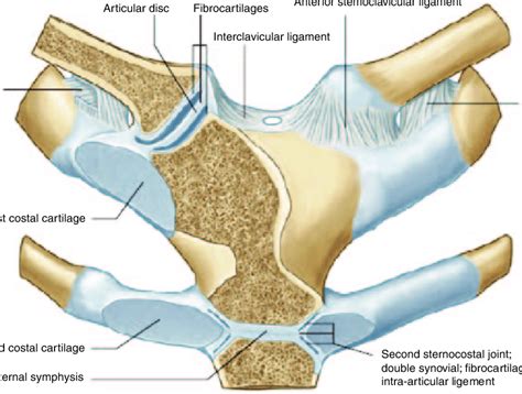 Ligaments Of Sternoclavicular Joint Images And Photos Finder