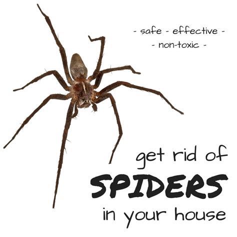 A Spider With The Words Get Rid Of Spiders In Your House
