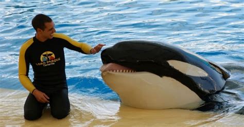 Trainers Horrifying Death As Seaworld Killer Whale Bit His Body And