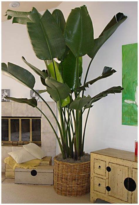 Then these houseplants are perfect for you! Bildergebnis für große zimmerpflanzen | House plants ...