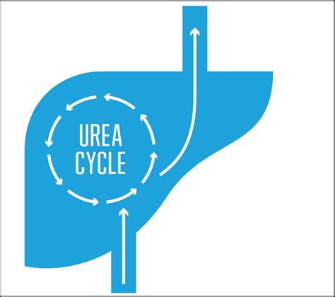 What is a Urea Cycle Disorder?