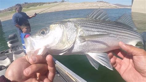 Amazing Striped Bass Fishing Lake Pleasant Az Youtube