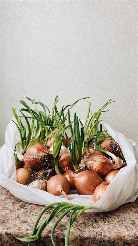 Que faire avec un oignon germé Peut -on le manger ou planter