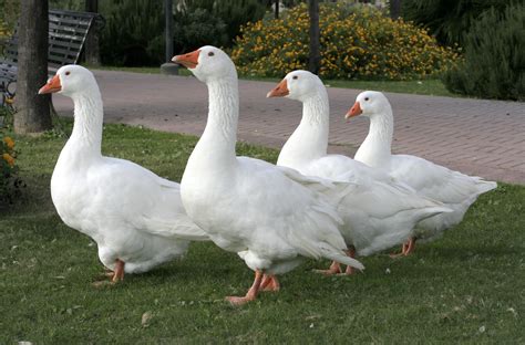 Filefour White Goose Wikimedia Commons