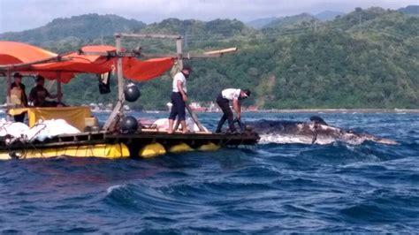 Paus sperma atau paus kepala kotak (physeter macrocephalus) adalah hewan terbesar dalam kelompok paus bergigi sekaligus hewan bergigi terbesar di dunia. Paus Sperma Ditemukan Terdampar di Barru, Bagaimana ...