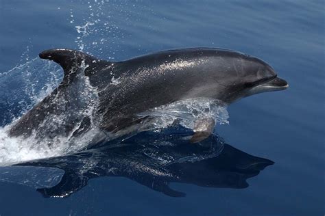 Dolphin Spotting In Monterey Bay Mobile Ranger