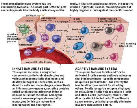 types of immune responses innate and adaptive humoral vs cell mediated diagram quizlet