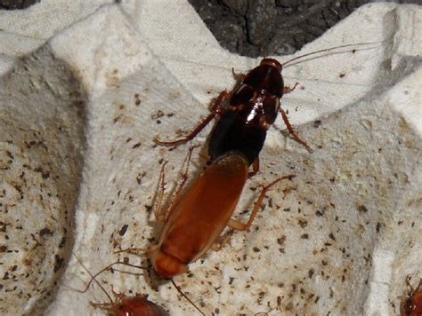 The Surprising Science Of Cockroach Mating Reproduction Myth