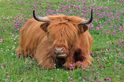 Highland Cow Heilan Coo Isle Of Lewis Scotland Flickr