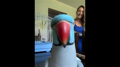 Blue Parrot Kisses Camera Youtube