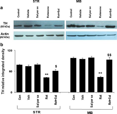 A Western Blot Images Showing The Protein Levels Of Tyrosine