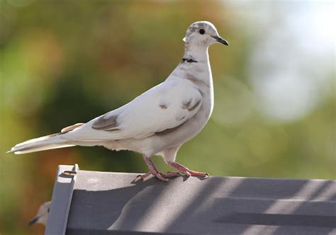 Jos Morning Walk Leucistic Or Hybrid Eurasian Collared Dove