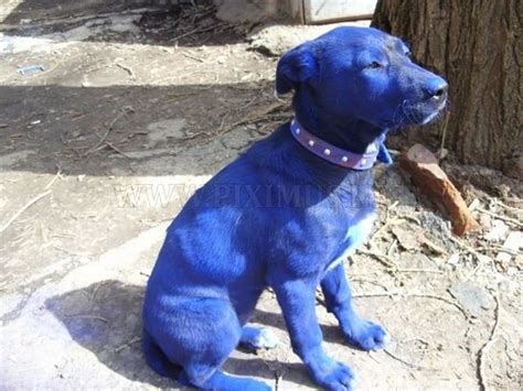Blue Puppy Animals