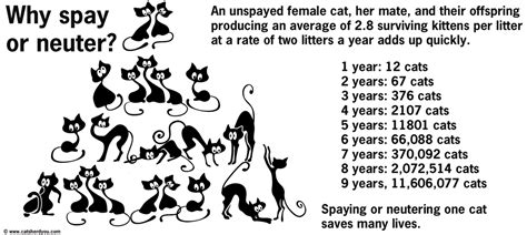 Spay/neuter services should be within reach, geographically and financially, for everyone who has a cat or dog. Low Cost Spay/Neuter