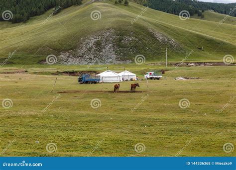 Mongol Nomads Camp Stock Photo Image Of Mammal Freedom 144336368
