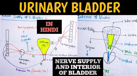 Urinary Bladder Nerve Supply Of Urinary Bladder Interior Of Urinary
