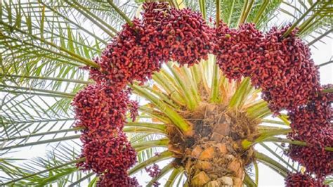 Meteorologists think that blizzard was the storm of the century, so we shouldn't be seeing the likes of it again anytime soon. Top The World's Strangest Fruits "THAT LOOK LIKE ALIENS ...