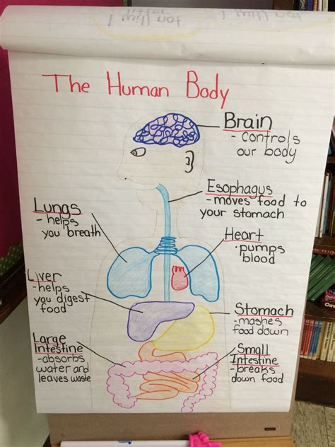 Human Body Anchor Chart Human Body Lesson Human Body Lesson Plans