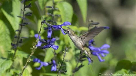 50 Best Salvias For Hummingbirds Hummingbird Garden Gardenpathinsider