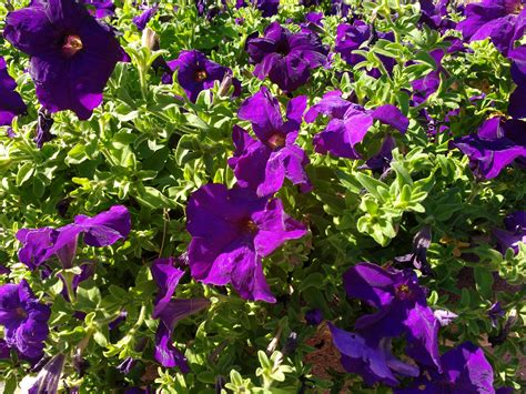 Purple Petunias Picture | Free Photograph | Photos Public Domain
