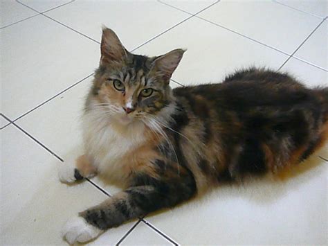 The cats they carried on their ships most likely left the ship either permanently or just for a little shore leave, bred with the existing native. Maine Coon Cat Sold - 10 Years 5 Months, Calico Maine Coon ...