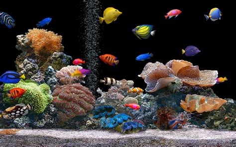 Bộ Sưu Tập 222 3d Aquarium Desktop Background Free Download đào Tạo Và