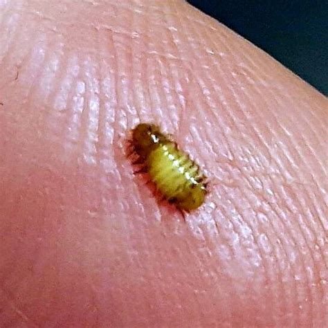 Dermestidae Beetle Larva Pest Control Canada