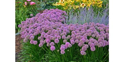 Perennial Plant Of The Year Allium ‘millenium Morning Ag Clips