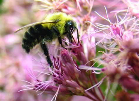 How much is bumble worth? The State Arboretum: Much More Than Trees