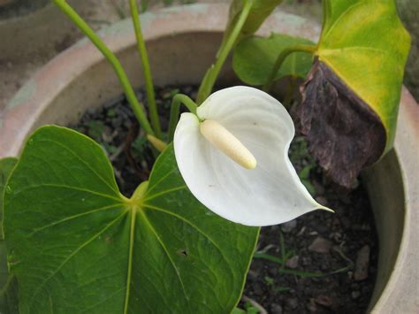 Bunga Keladi Putih Jampungman Flickr