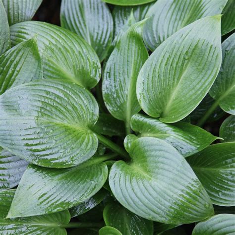 Buy Plantain Lily Hosta Devon Green