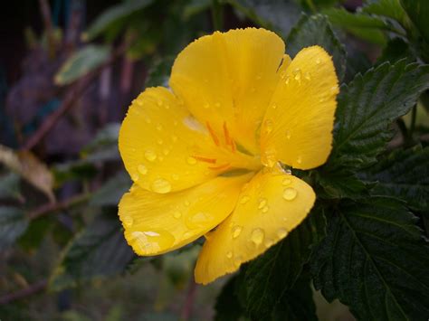 A Yellow Flower With Water Droplets On It