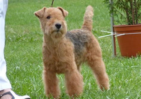 The lakeland terriers were originally bred in the harsh but beautiful countryside of the english lake district to hunt foxes. Lakeland Terrier Info, Temperament, Training, Puppies ...