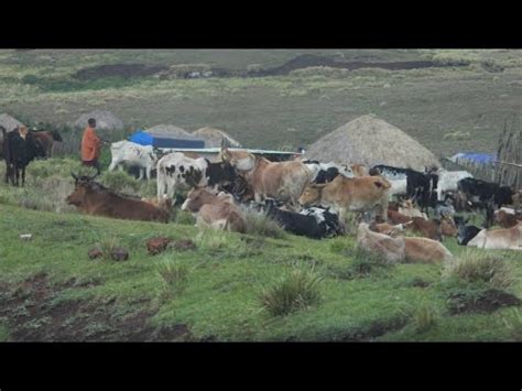 Ushuhuda Wa Kutembea Kilometa Za Kutosha Kufuata Malisho Ngorongoro Tofauti Na Msomera Youtube