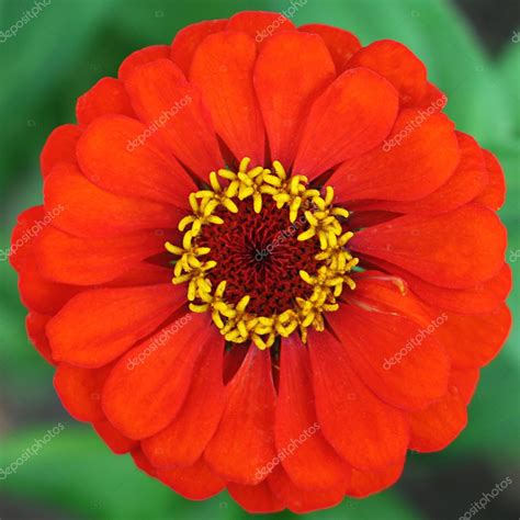 Red Zinnia Flower — Stock Photo © 2359865