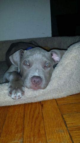 … , ny (31514398) tools. Blue nose pitbull puppy for Sale in Bronx, New York Classified | AmericanListed.com