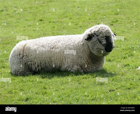 Oxford Down Sheep Domestic Sheep Breed Ovis Aries Caprinae Bovidae