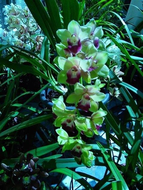 La maranta è una pianta erbacea sempreverde a portamento cespuglioso composta da una radice rizomatosa, lunghi piccioli portanti grandi foglie variamente screziate percorse da grandi nervature dal colore fortemente contrastante. Amaranta Pianta Da Appartamento