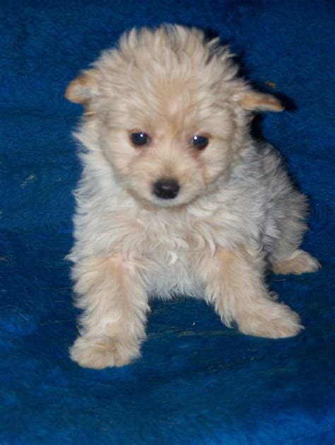 They are a cross between a shih tzu and a poodle. Eskipoo (American Eskimo Poodle Mix) Info, Temperament, Puppies, Pictures, Video