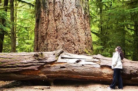 Massive Trees On Vancouver Island Vancouver Island News Events